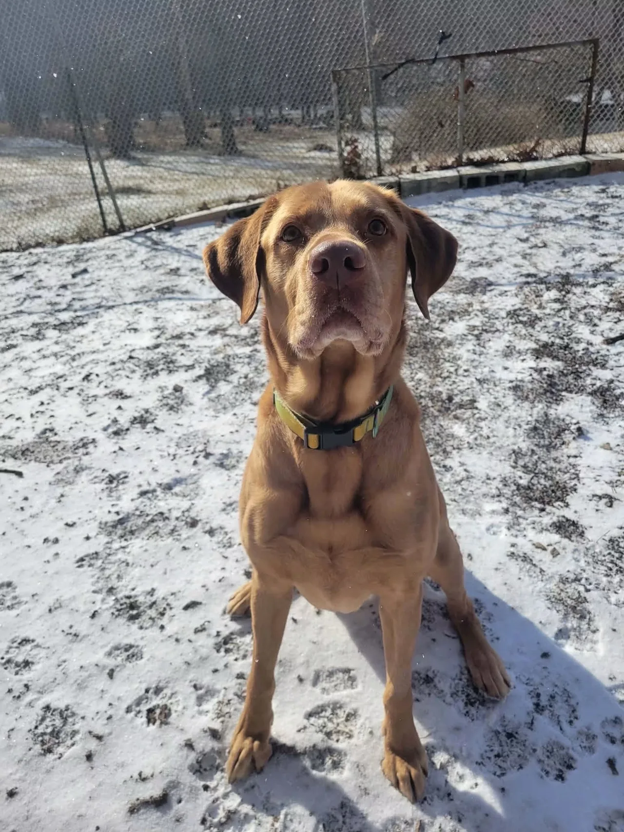 Bash sitting outside on a light covering of snow.