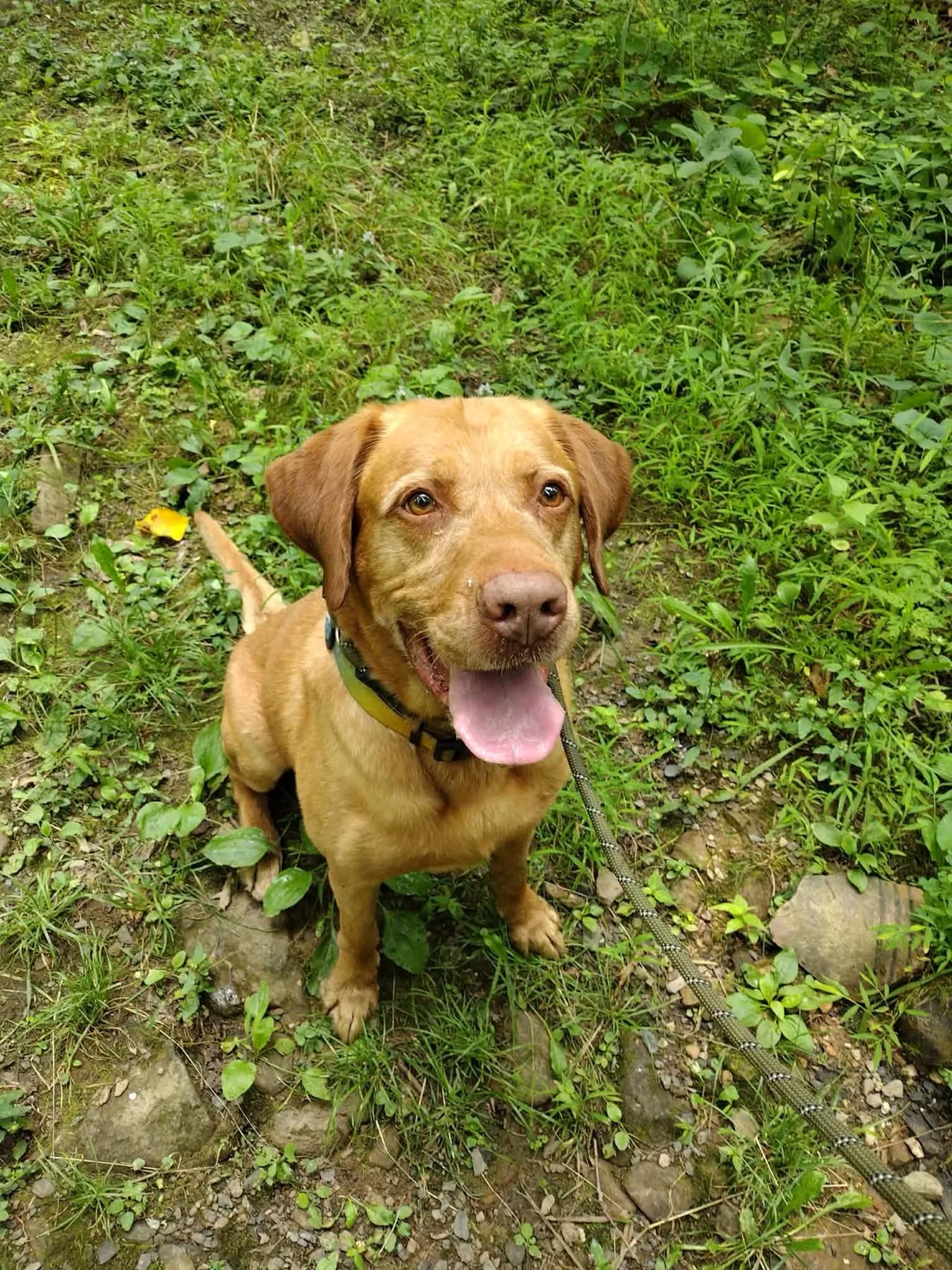 Bash sitting on a green woodland trail with his tongue out.