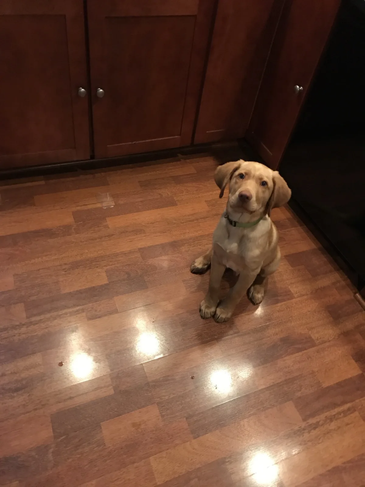 Bash as a puppy sitting in a kitchen.