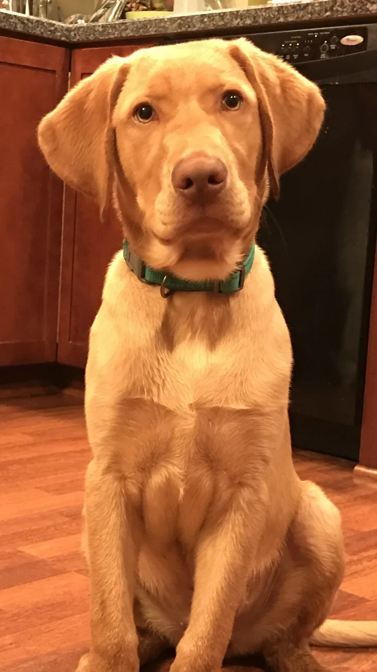 Bash as a puppy sitting on a wood floor.