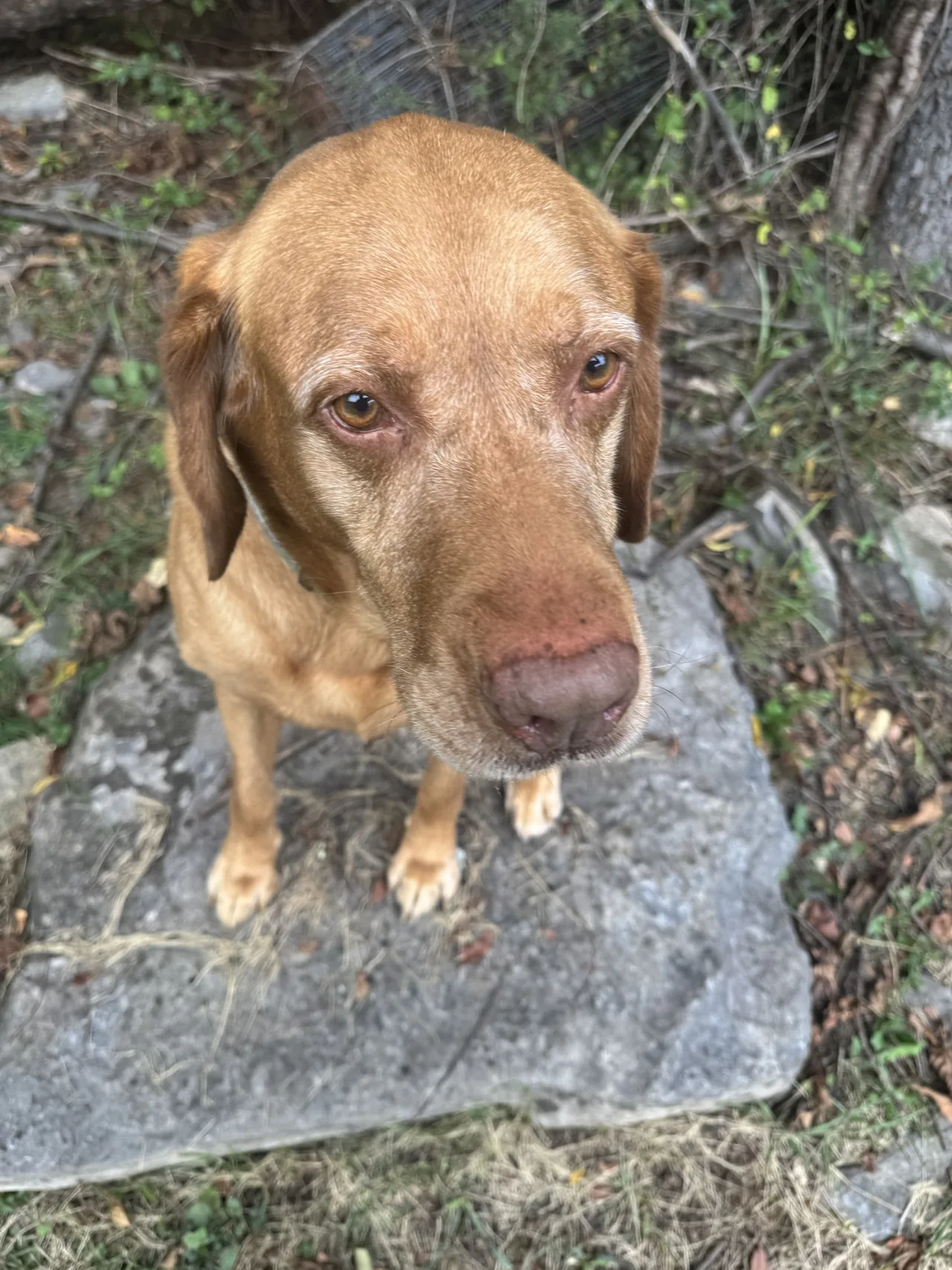 Bash standing on a stone trail and looking up at the camera.