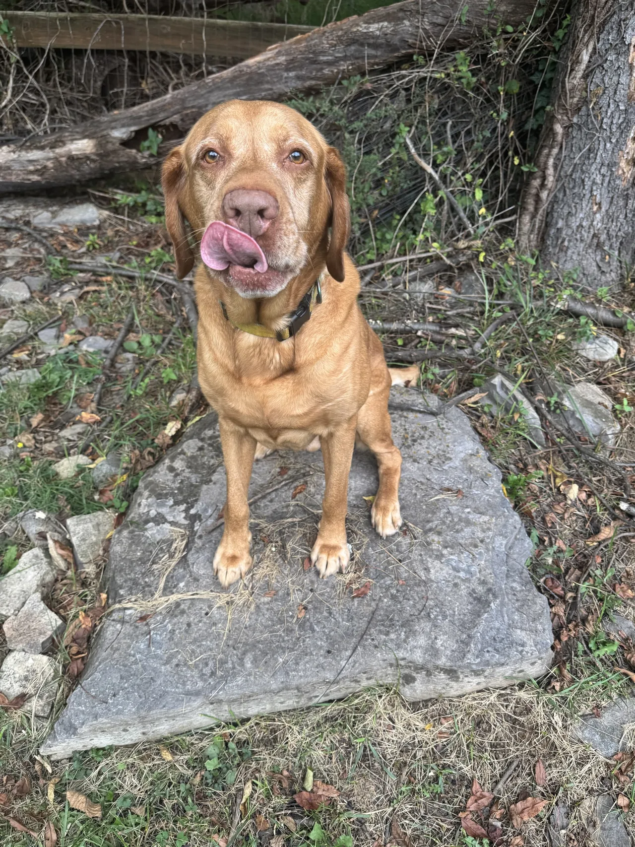 Bash sitting on a stone trail with his tongue curled.