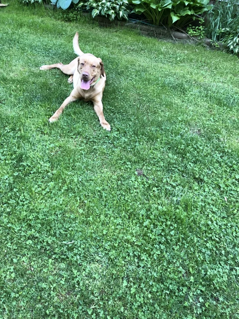 Bash lying playfully in a green yard.