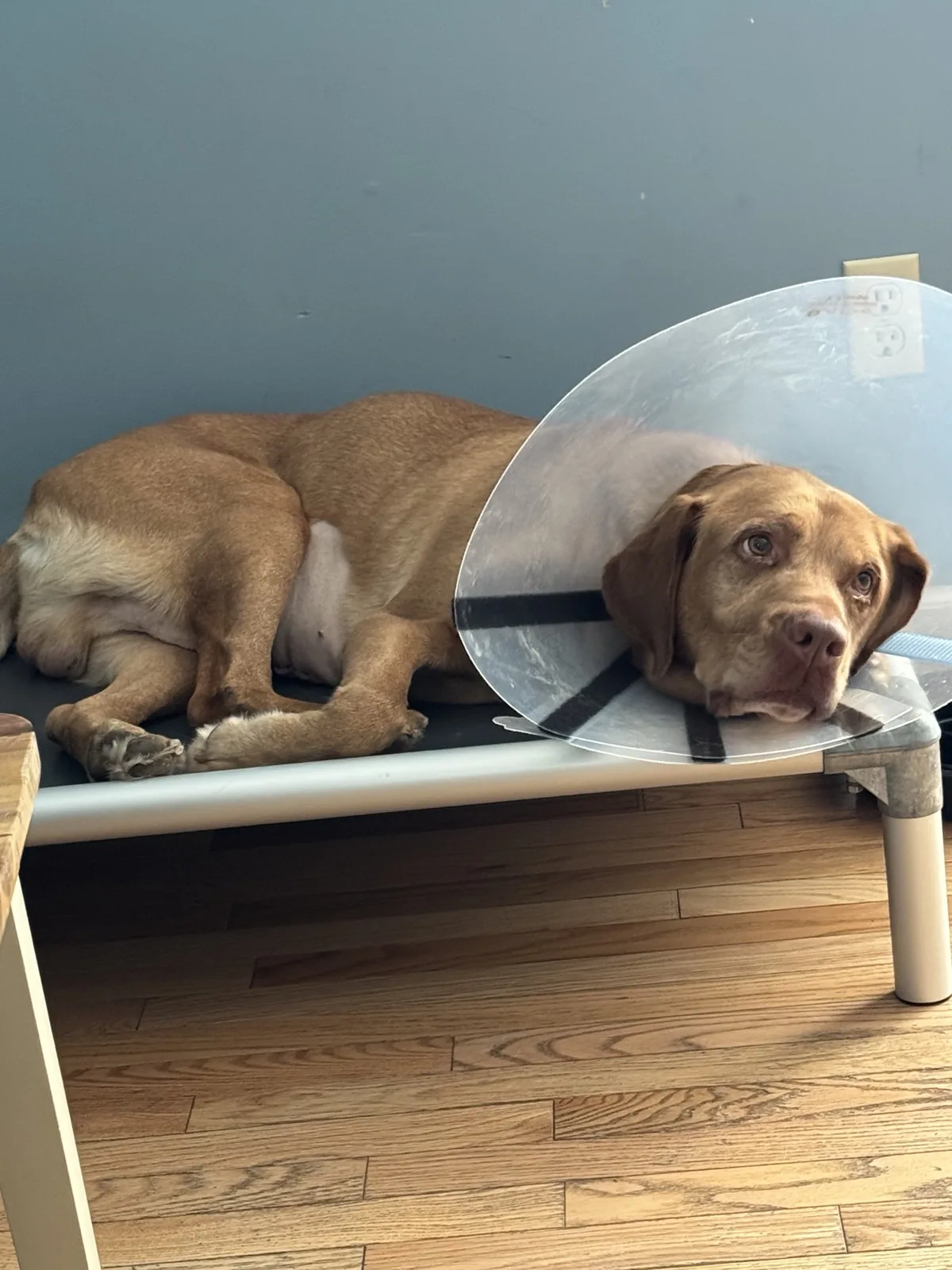 Bash resting indoors while wearing a recovery collar.